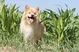 CHIEN FINNOIS DE LAPONIE 478